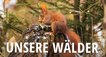 Unsere Wälder – Bild: Andreas Hartl/NDR Unsere Wälder – Bild: Andreas Hartl/NDR