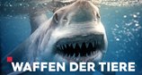 Waffen der Tiere – Bild: ZDF/Content Mint Pty Ltd.