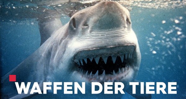 Waffen der Tiere – Bild: ZDF/Content Mint Pty Ltd. Waffen der Tiere – Bild: ZDF/Content Mint Pty Ltd.
