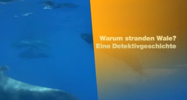 Warum stranden Wale? – Bild: arte Warum stranden Wale? – Bild: arte