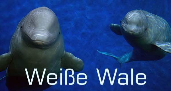 Weiße Wale – Bild: arte/Magnify Media