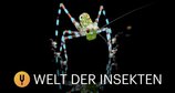 Welt der Insekten – Bild: Curiosity Channel Welt der Insekten – Bild: Curiosity Channel