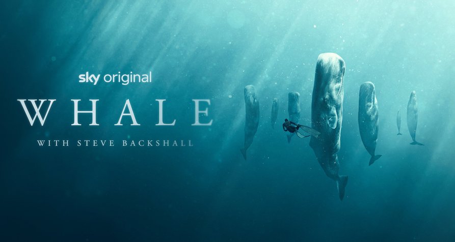Wale – mit Steve Backshall – Bild: Sky Studios/True to Nature Wale – mit Steve Backshall – Bild: Sky Studios/True to Nature