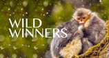 Wild Winners - Helden der Tierwelt – Bild: Terra Mater Factual Studios