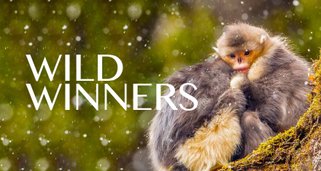 Wild Winners – Helden der Tierwelt