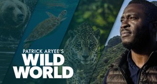 Wild World mit Patrick Aryee