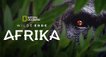 Wilde Erde: Afrika – Bild: National Geographic Wilde Erde: Afrika – Bild: National Geographic