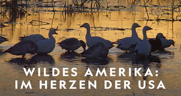 Wildes Amerika: Im Herzen der USA – Bild: National Geographic/Red Rock Films Wildes Amerika: Im Herzen der USA – Bild: National Geographic/Red Rock Films