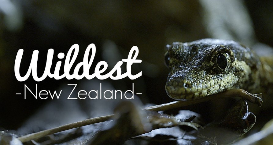 Wildes Neuseeland – Bild: Blue Ant Media Wildes Neuseeland – Bild: Blue Ant Media
