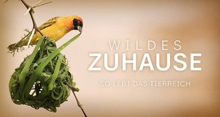 Wildes Zuhause – So lebt das Tierreich