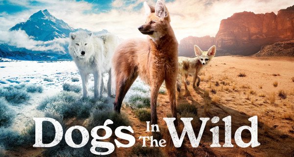 Wildhunde: Jäger zwischen den Welten – Bild: BBC Studios