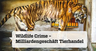 Wildlife Crime – Milliardengeschäft Tierhandel Wildlife Crime – Milliardengeschäft Tierhandel
