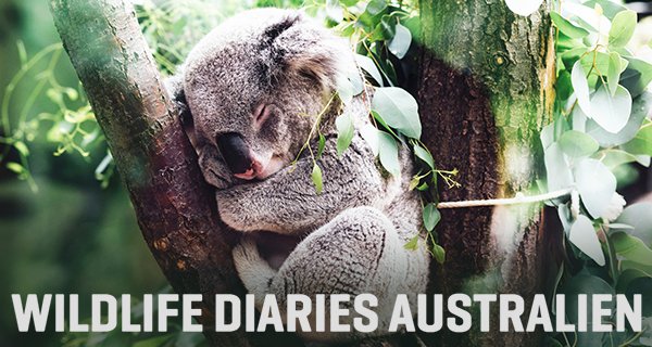 Wildlife Diaries Australien – Bild: Jordan Whitt/smac/Autentic/Spiegel TV Wissen