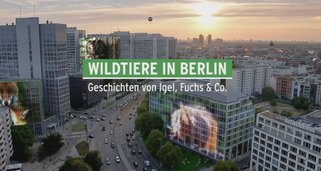 Wildtiere in Berlin