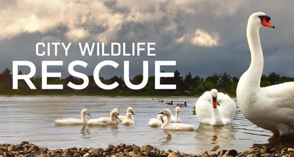 Wildtierrettung in der Stadt – Bild: Smithsonian Channel Wildtierrettung in der Stadt – Bild: Smithsonian Channel