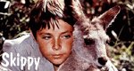 Skippy, das Buschkänguruh Skippy, das Buschkänguruh