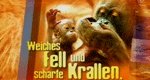 Weiches Fell und scharfe Krallen