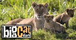 Tagebuch der Raubkatzen