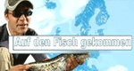 Auf den Fisch gekommen