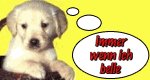 Immer, wenn ich belle