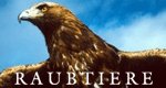 Raubtiere – Bild: BBC Germany Raubtiere – Bild: BBC Germany