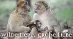 Wilde Tiere, große Liebe – Bild: arte