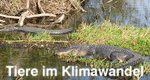 Tiere im Klimawandel – Bild: arte Tiere im Klimawandel – Bild: arte