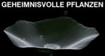 Geheimnisvolle Pflanzen – Bild: ARTE F Geheimnisvolle Pflanzen – Bild: ARTE F