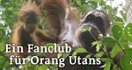 Ein Fanclub für Orang Utans