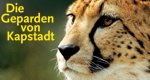 Die Geparden von Kapstadt – Bild: Oasis HD Die Geparden von Kapstadt – Bild: Oasis HD