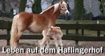 Leben auf dem Haflingerhof – Bild: SWR/NDR/Sequenz Leben auf dem Haflingerhof – Bild: SWR/NDR/Sequenz