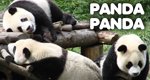 Panda Panda – Bild: ZDF/Discovery