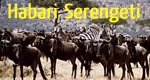 Habari Serengeti