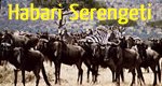 Habari Serengeti – Bild: BR/Tracy Robb Habari Serengeti – Bild: BR/Tracy Robb