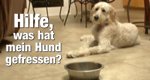 Hilfe, was hat mein Hund gefressen? – Bild: National Geographic Channel Hilfe, was hat mein Hund gefressen? – Bild: National Geographic Channel