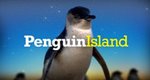 Die Insel der Zwergpinguine – Bild: 360 Degree Films Die Insel der Zwergpinguine – Bild: 360 Degree Films