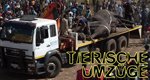 Tierische Umzüge – Bild: Cineflix International