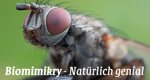 Biomimikry – Natürlich genial! – Bild: arte/gebrueder beetz filmproduktion Biomimikry – Natürlich genial! – Bild: arte/gebrueder beetz filmproduktion