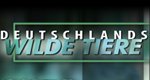Deutschlands wilde Tiere – Bild: Ottonia Media GmbH Deutschlands wilde Tiere – Bild: Ottonia Media GmbH