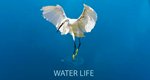 Water Life Water Life