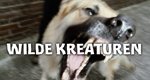 Wilde Kreaturen – Bild: RTL II Wilde Kreaturen – Bild: RTL II