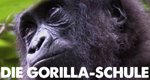 Die Gorilla-Schule – Bild: Discovery Communications, LLC.
