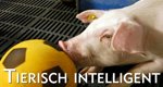 Tierisch intelligent – Bild: ARTE F/© Mona Lisa/Eurelios Tierisch intelligent – Bild: ARTE F/© Mona Lisa/Eurelios