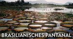 Brasilianisches Pantanal – Bild: arte