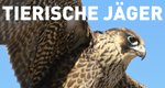 Tierische Jäger – Bild: n-tv/National Geographic Channel International Tierische Jäger – Bild: n-tv/National Geographic Channel International