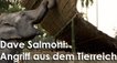 Dave Salmoni: Angriff aus dem Tierreich – Bild: DCI Dave Salmoni: Angriff aus dem Tierreich – Bild: DCI