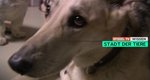 Die Stadt der Tiere – Geschichten aus dem Tierheim Berlin – Bild: Spiegel TV Wissen Die Stadt der Tiere – Geschichten aus dem Tierheim Berlin – Bild: Spiegel TV Wissen