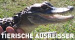 Tierische Ausreißer – Bild: National Geographic Channel Tierische Ausreißer – Bild: National Geographic Channel
