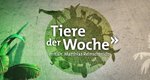 Tiere der Woche – Bild: SWR/Elstnertainment/Inthorn Tiere der Woche – Bild: SWR/Elstnertainment/Inthorn