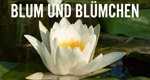 Blum und Blümchen